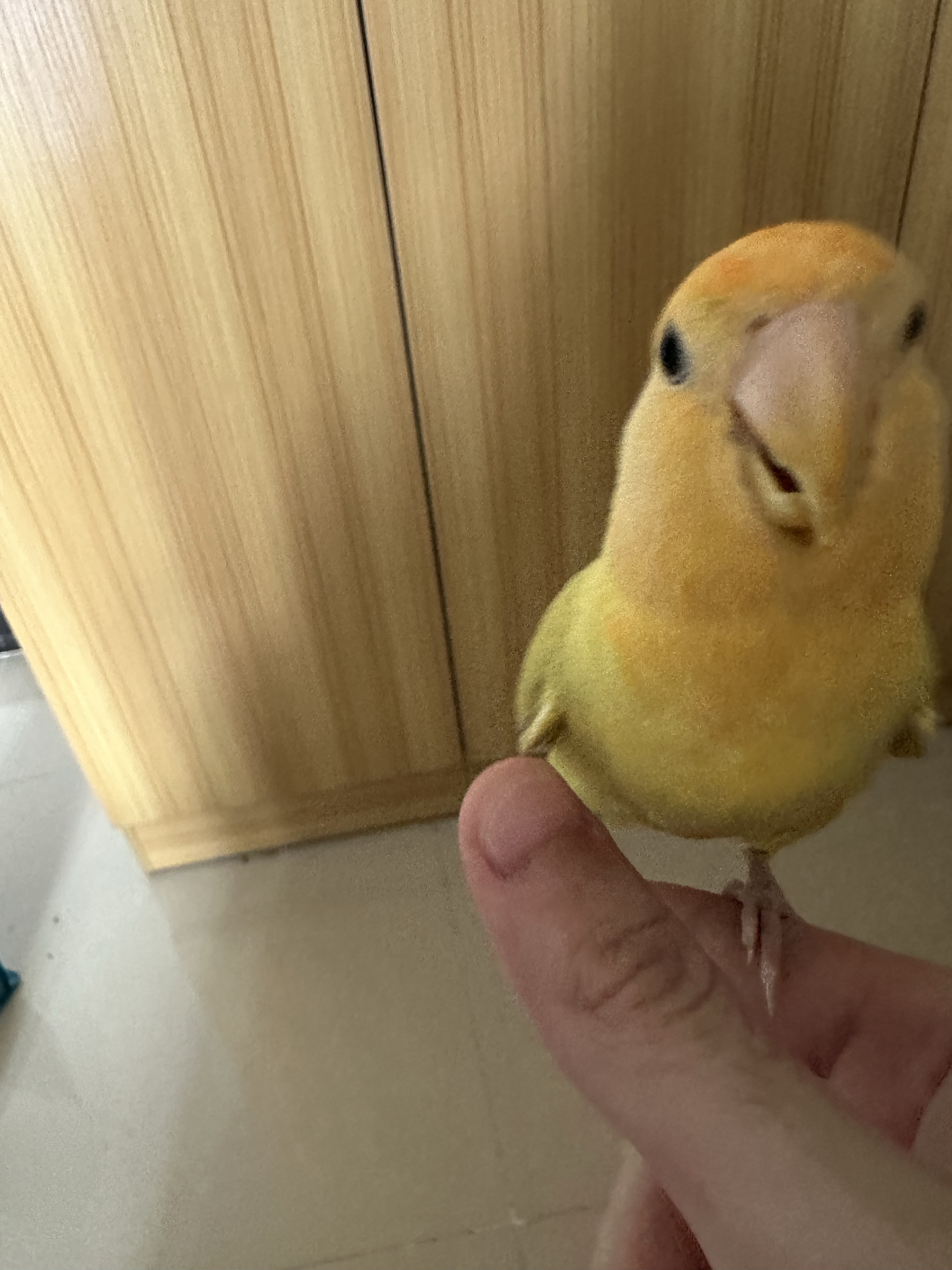 观赏鸟萌宠档案
