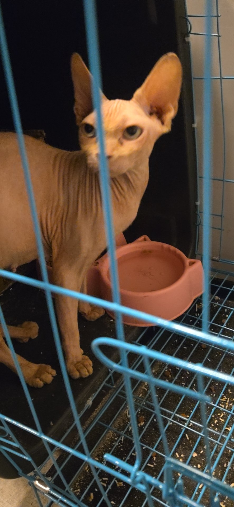 猫猫其它
