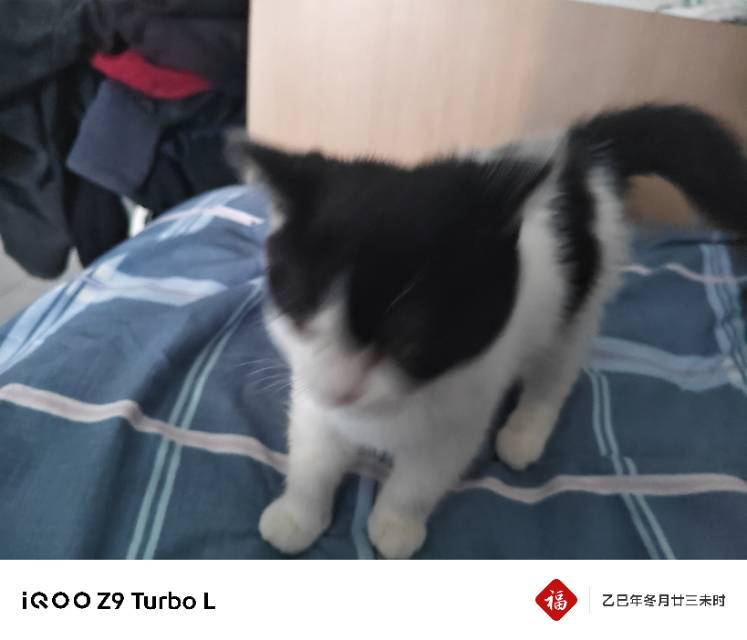 猫猫其它