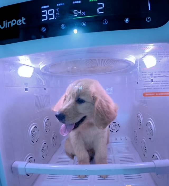 狗狗金毛犬