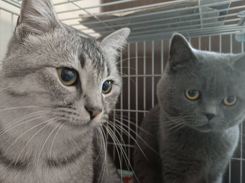猫猫萌宠档案