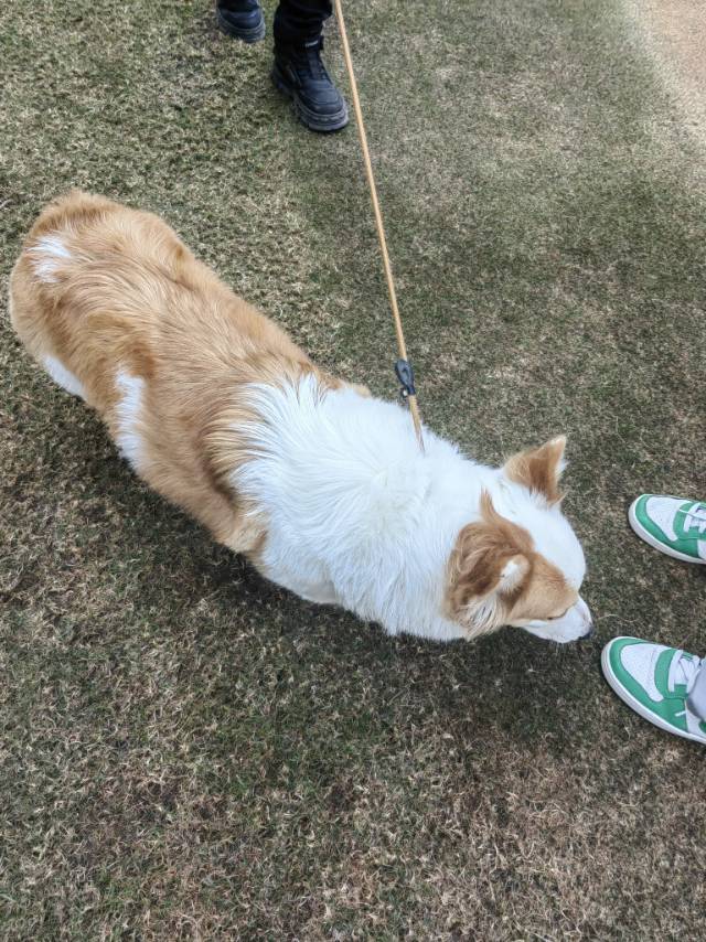 春节放假不回家，本人有一猫一狗，已养4年。有需要上门遛狗/换猫砂的，在佛山南海区的可以私聊我呦～～