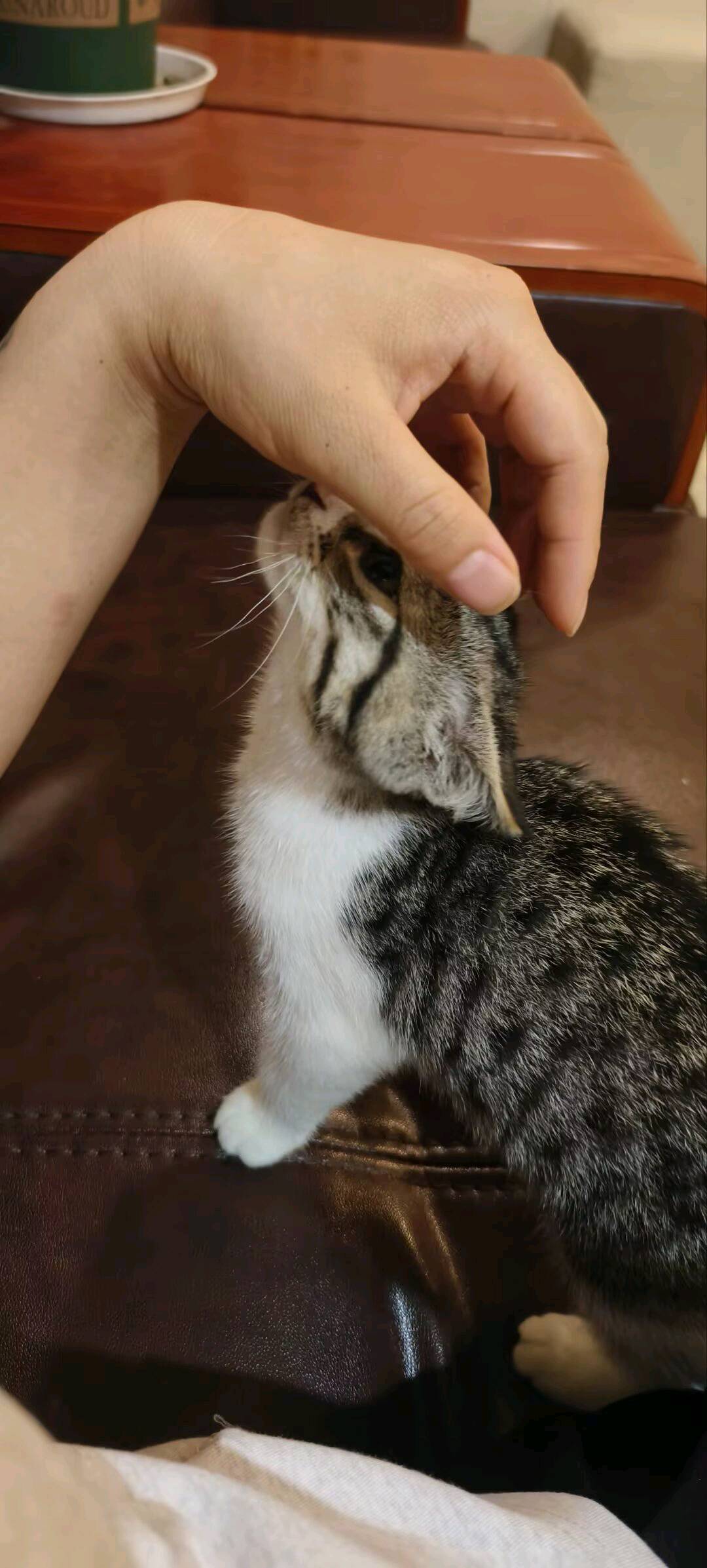 上门代喂猫:*-3公里内30元一次多1只加5元
                            5公里内40元一…