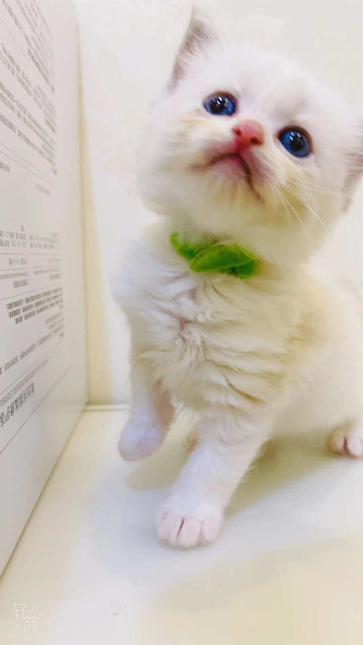 想给崽崽们找个爱她们的主人，现在36天可以预订了，都很可爱爸爸妈妈都是海双布偶性格都很好，包健康哈，自己家的不是猫舍也不是宠物店，欢迎上门看猫