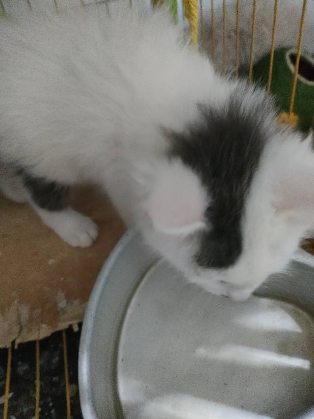 猫猫其它
