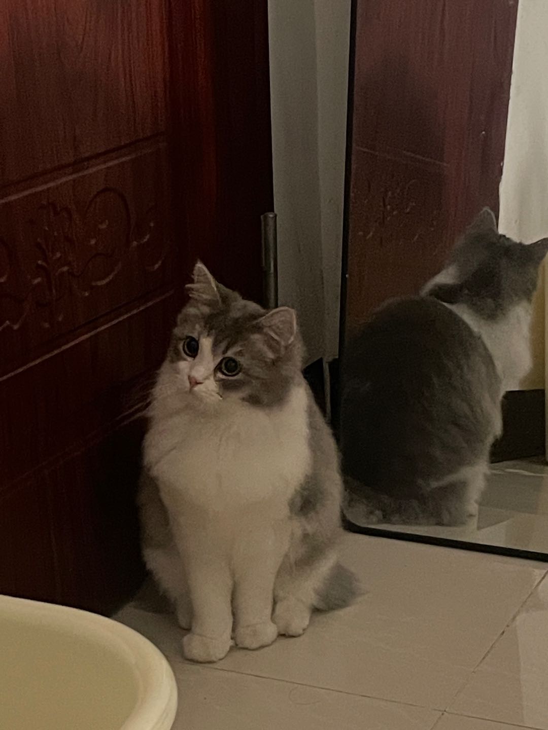 猫猫布偶猫