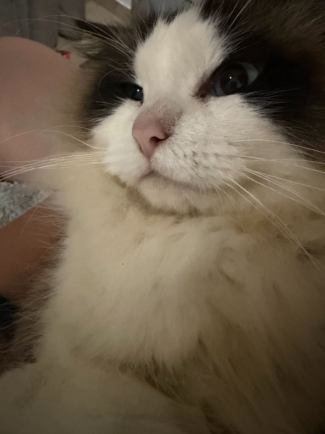 **斤小猫家里太多猫了