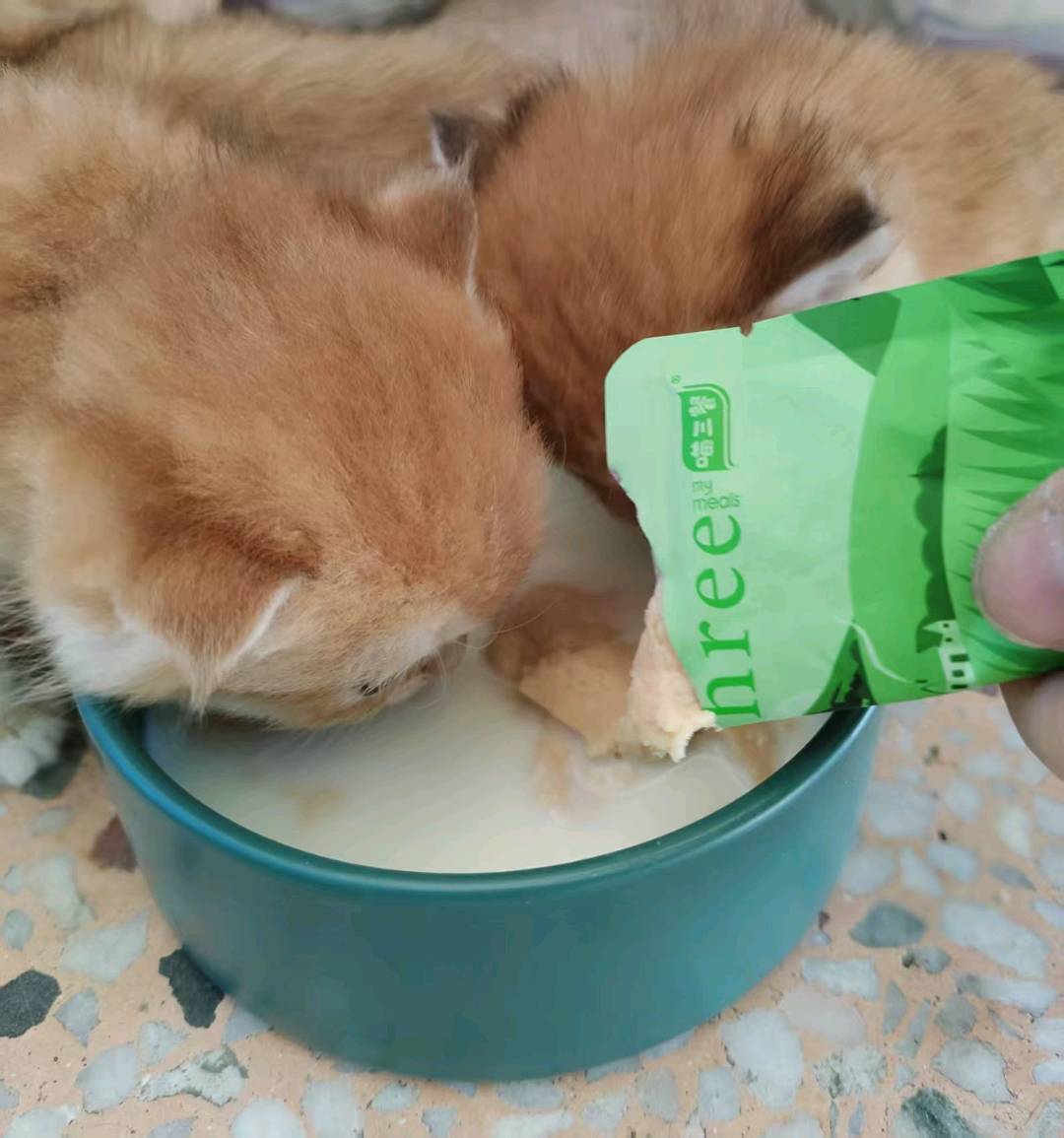 猫猫其它