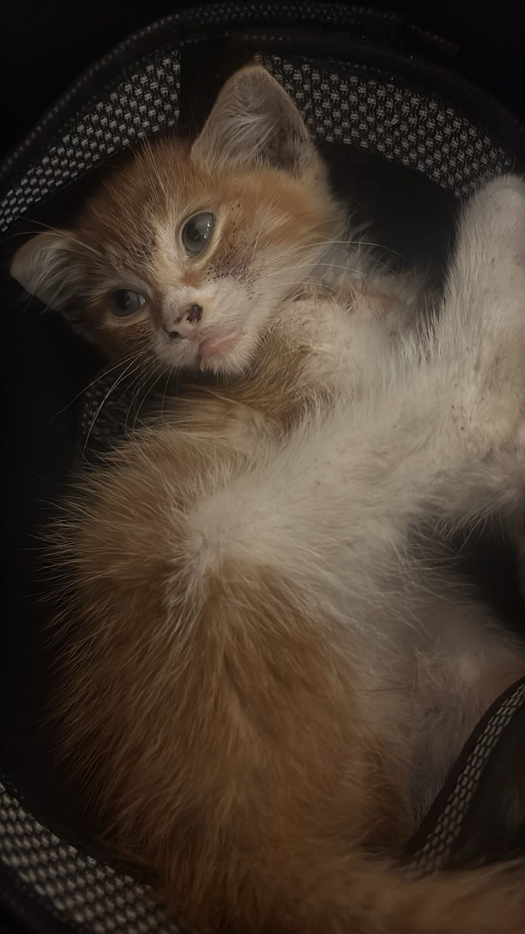 流浪小猫我想找个有爱心的主人