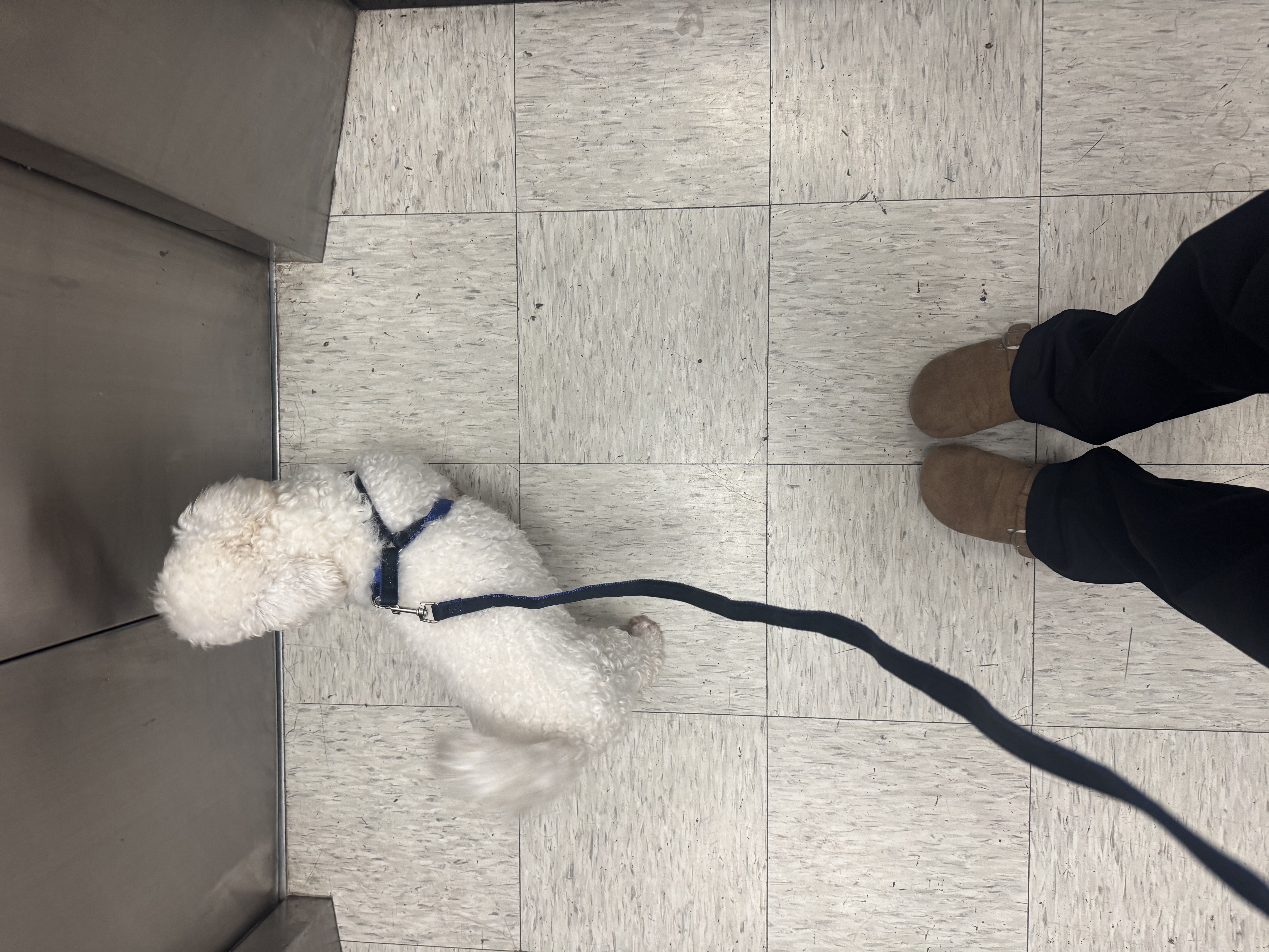 狗狗萌宠档案