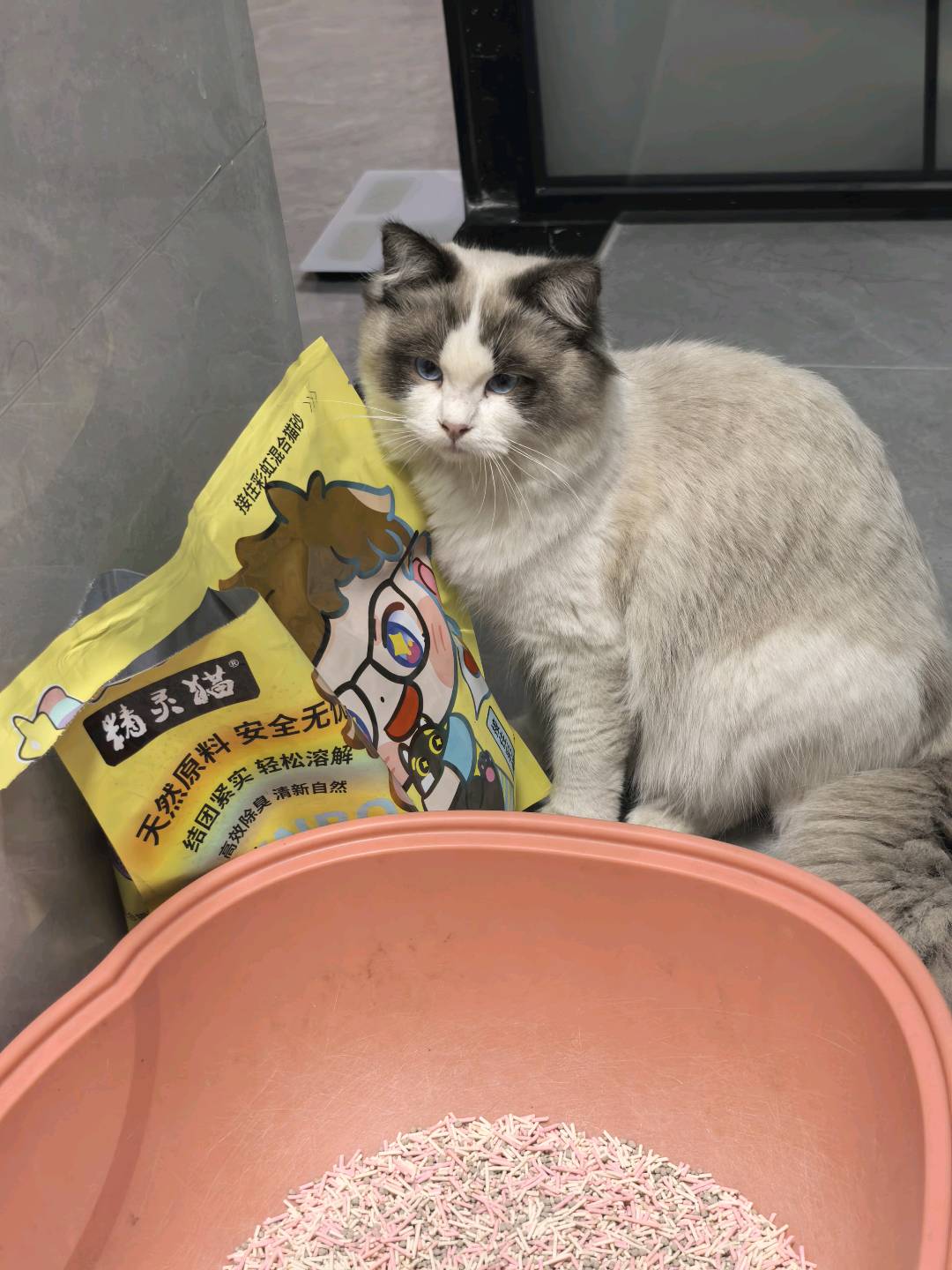 猫猫布偶猫