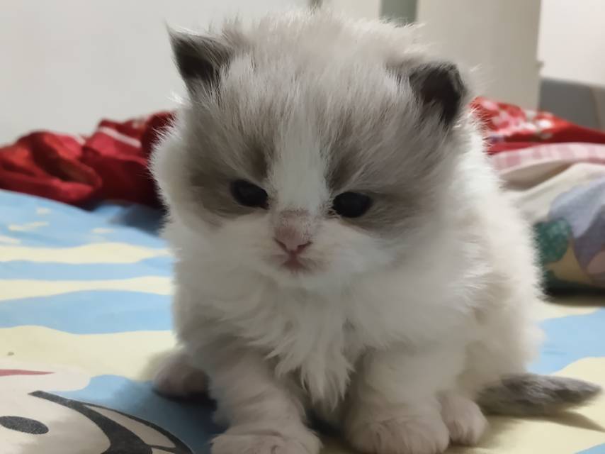 弟弟妹妹都有，接猫前会完成疫苗与体内外驱虫。小猫、猫爸猫妈身体都很健康，猫爸猫妈都是布偶。900-**00价位可选，支持…