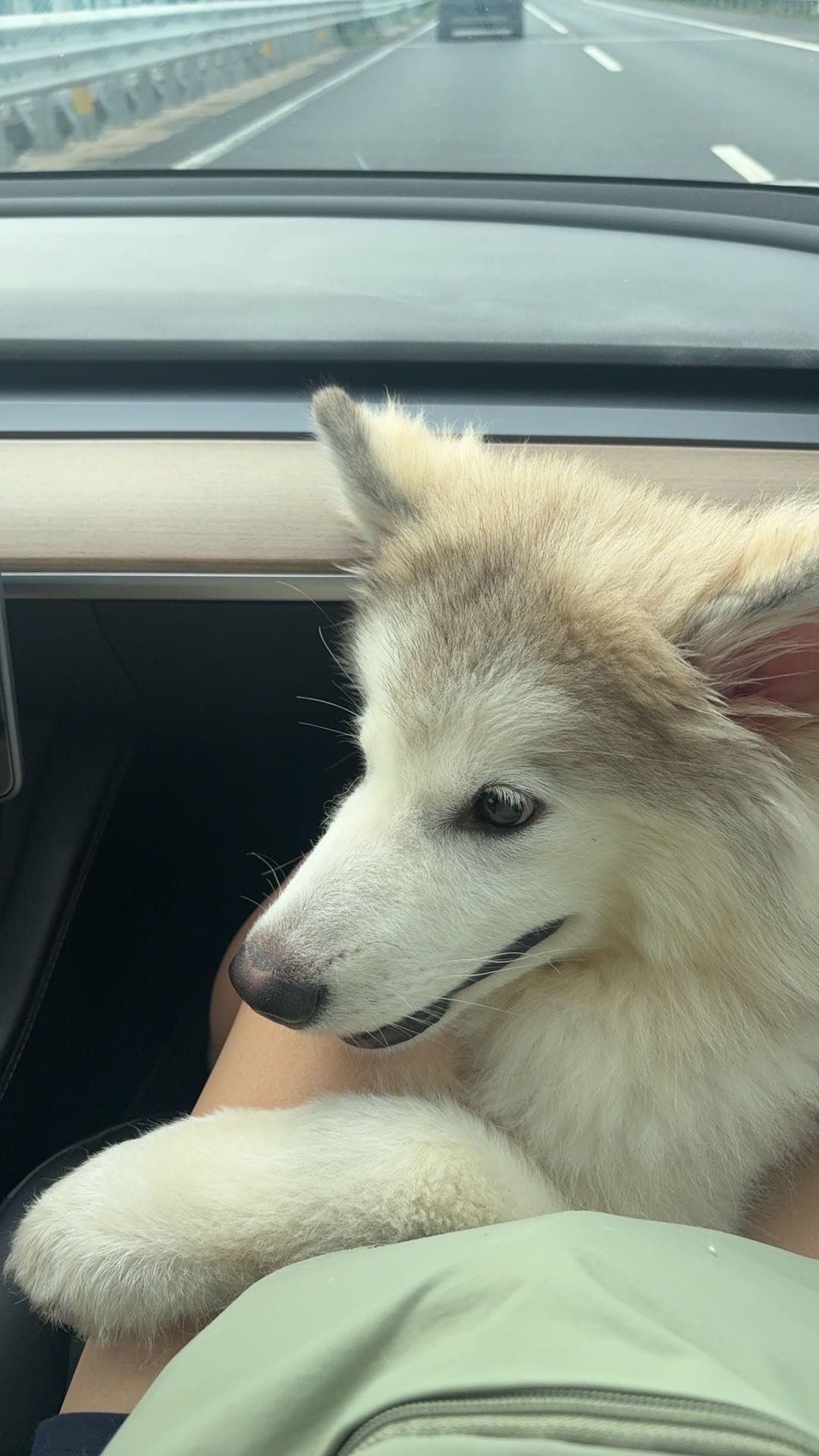 狗狗萌宠档案