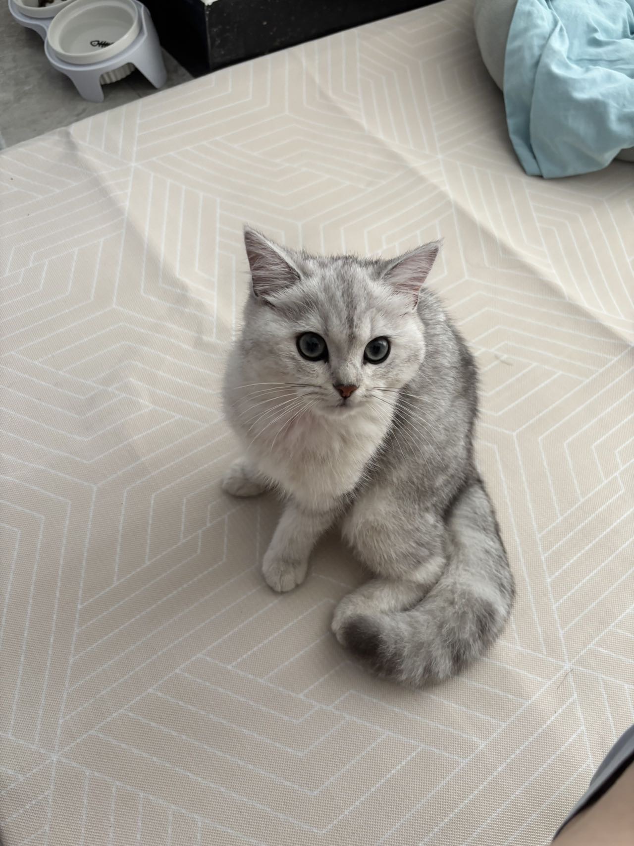 安静不闹性格好胆子小