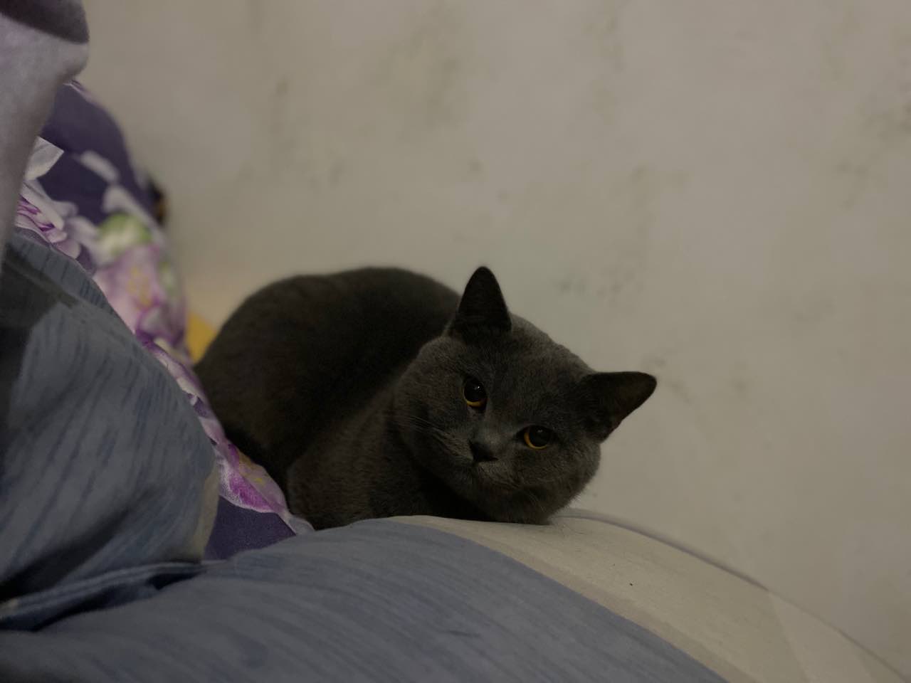 找老婆.