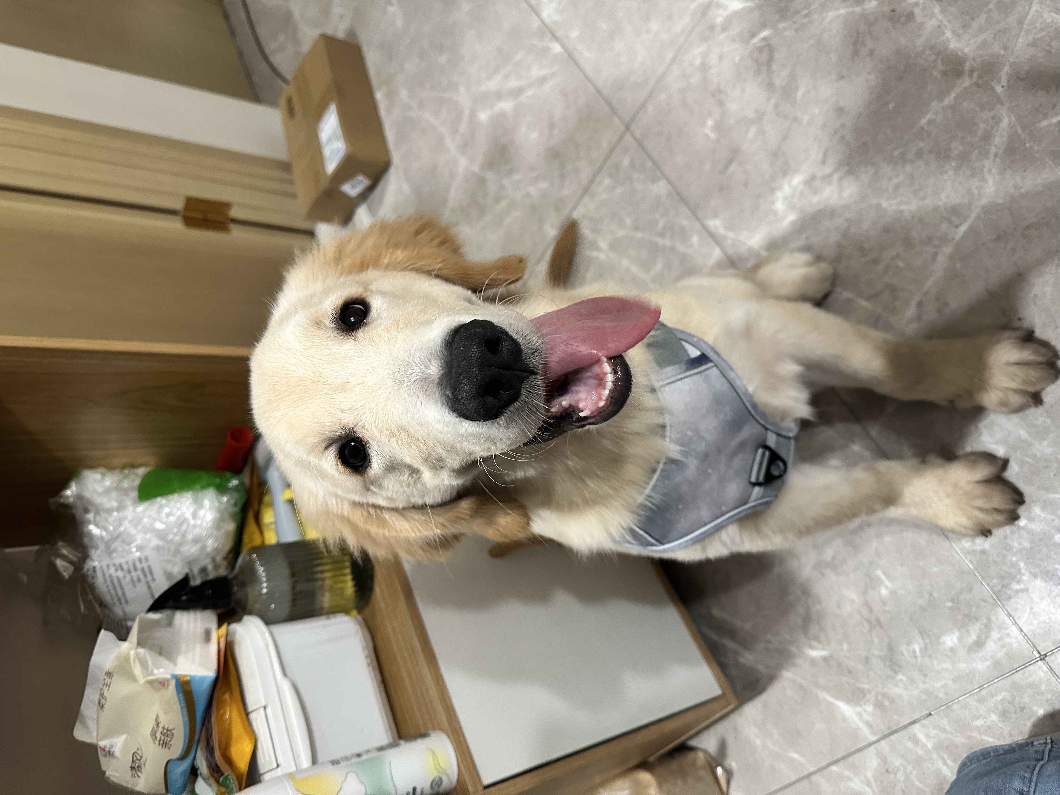 狗狗萌宠档案