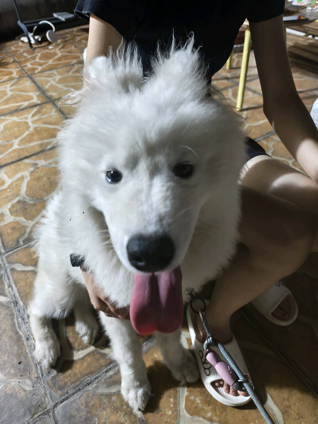 狗狗其它