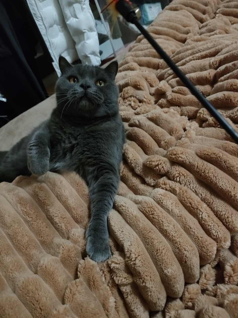 胖丁