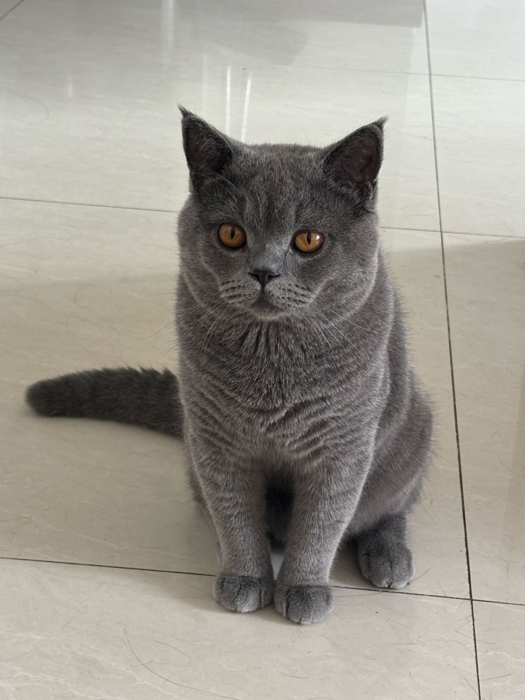 猫猫英国短毛猫