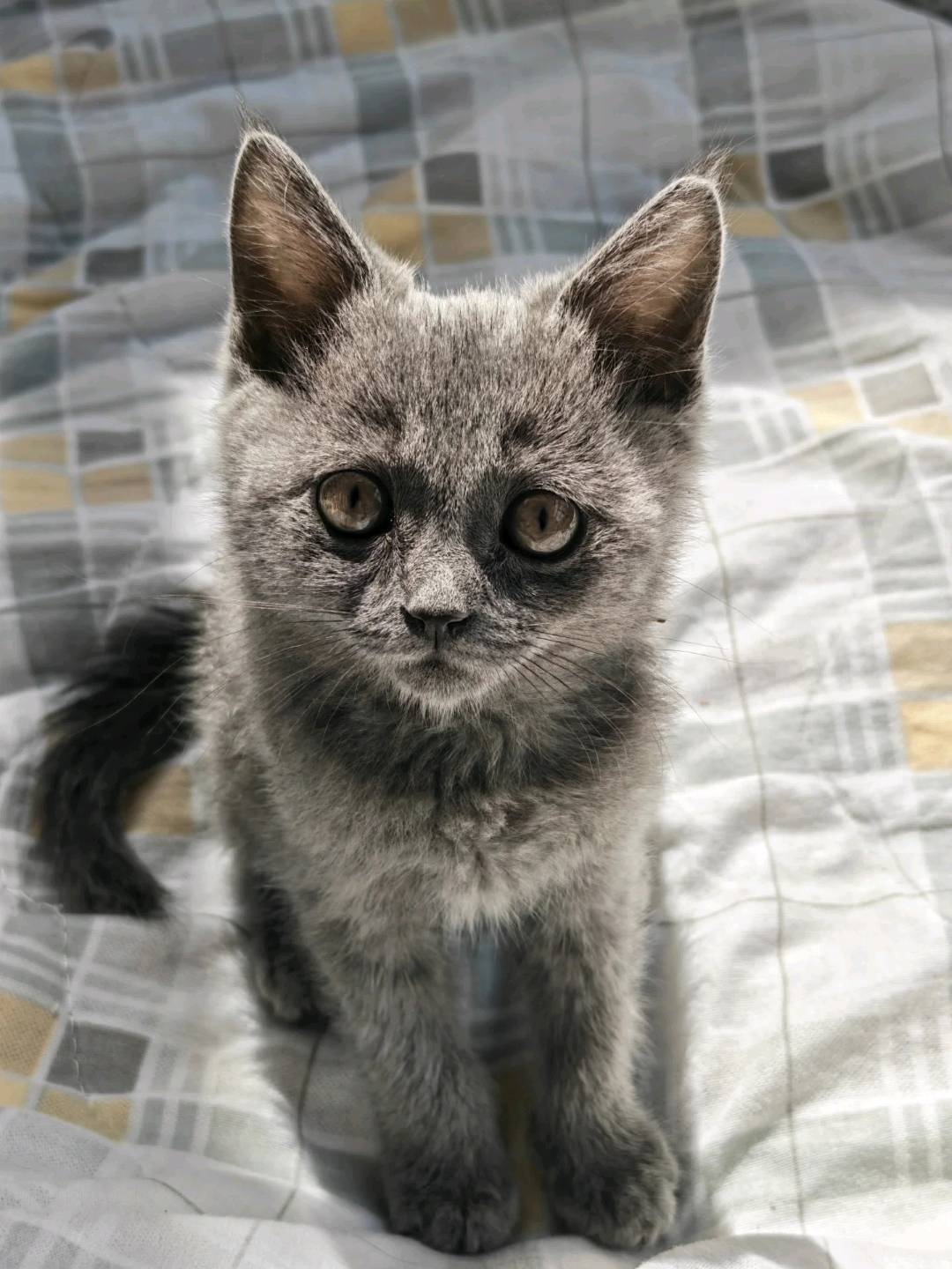 猫猫英国短毛猫