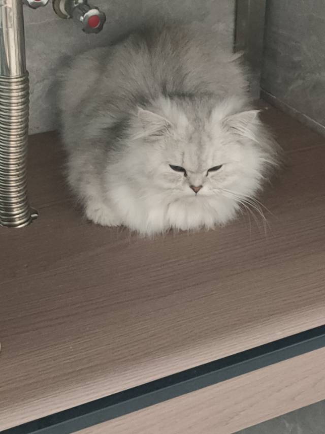 萌宠档案