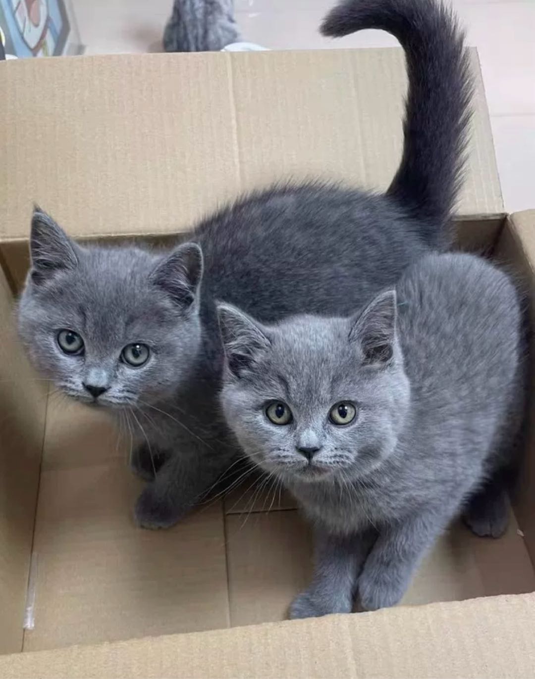 蓝猫