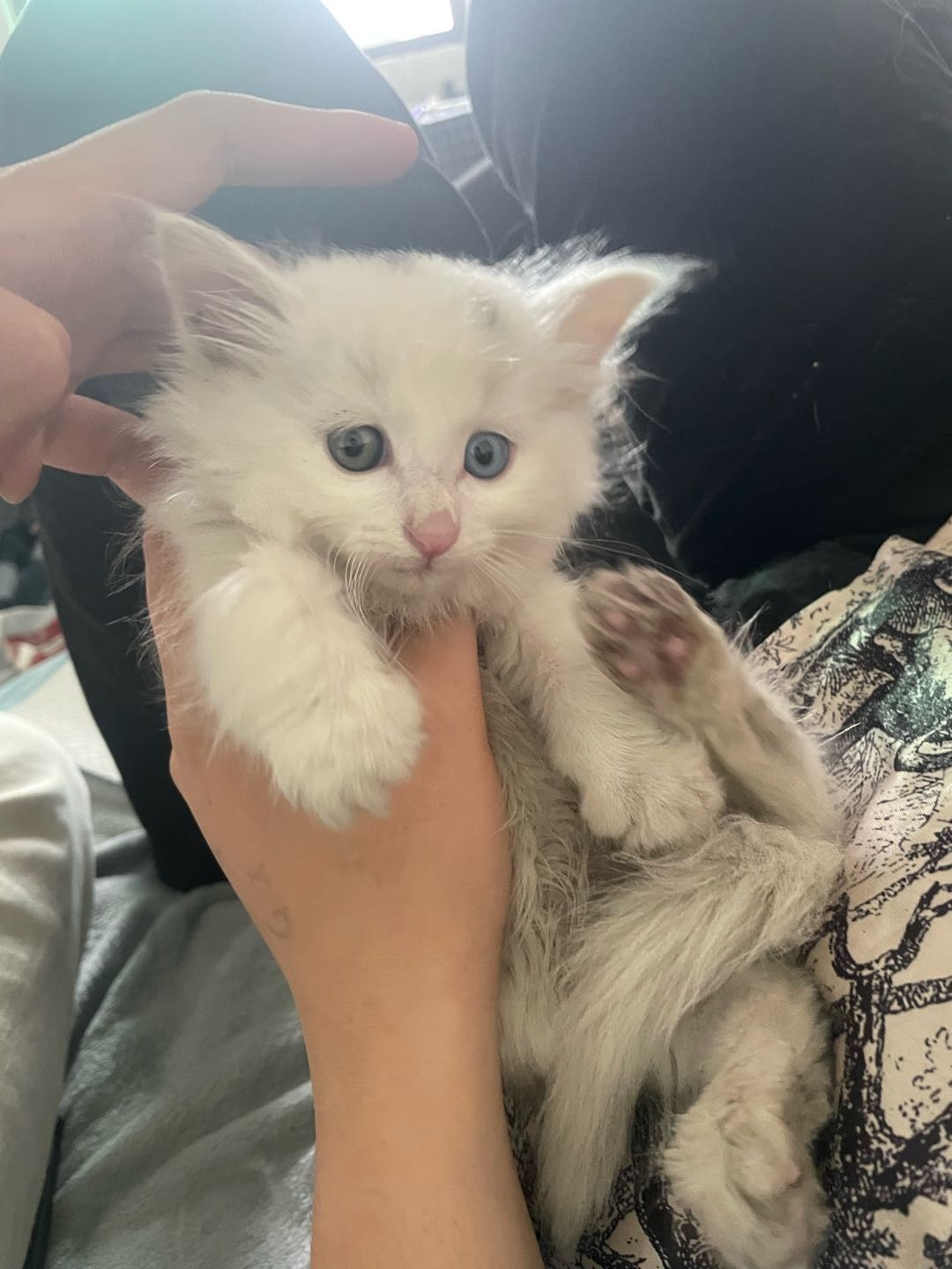 猫猫其它