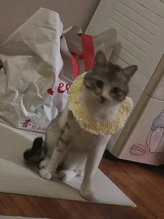 今年过年不回家，广州可以帮忙上门喂猫遛狗