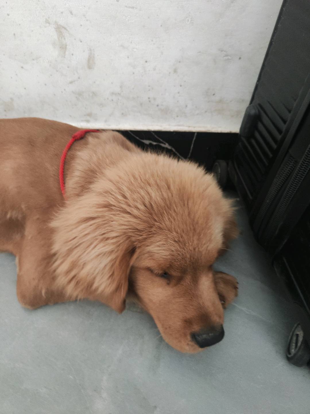 狗狗金毛犬