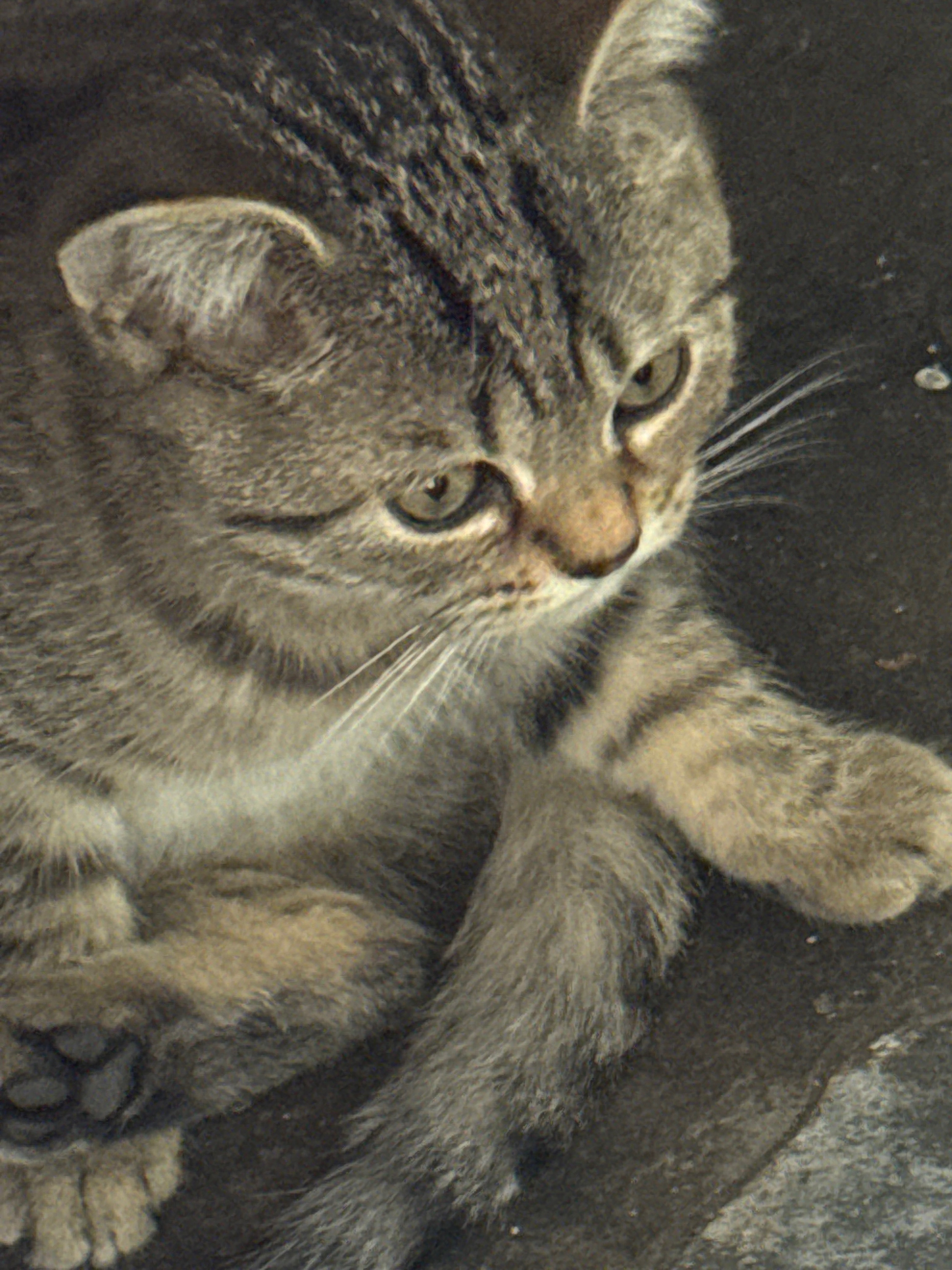 猫猫其它