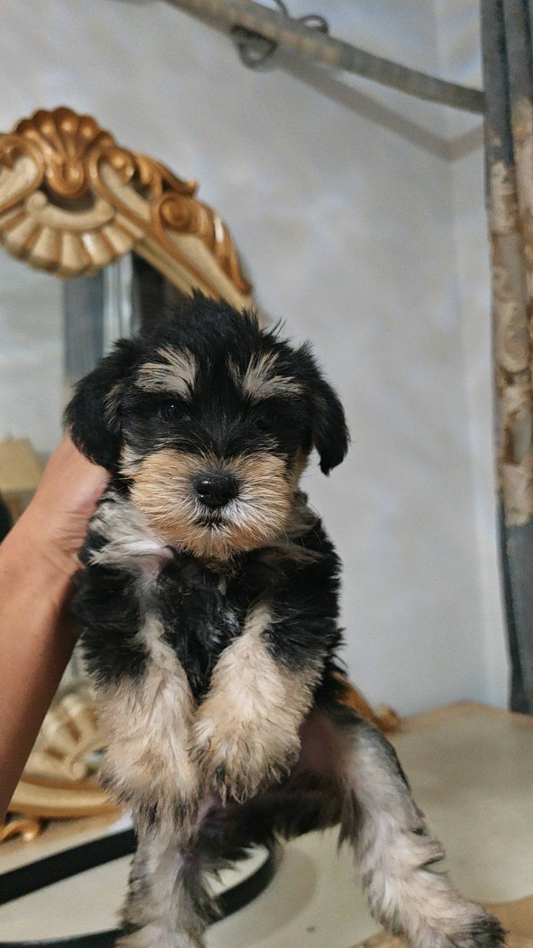 狗狗雪纳瑞犬