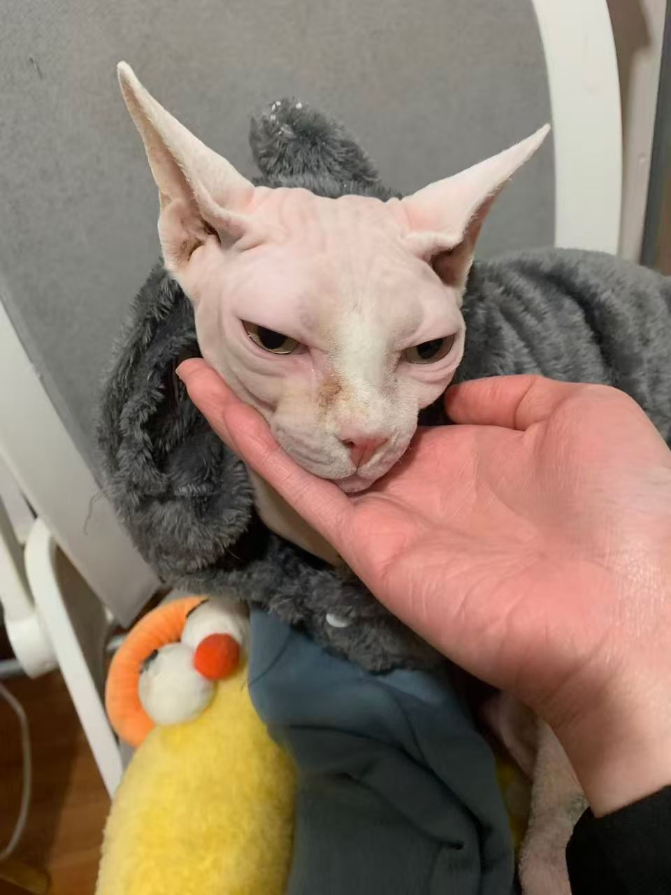 猫猫其它