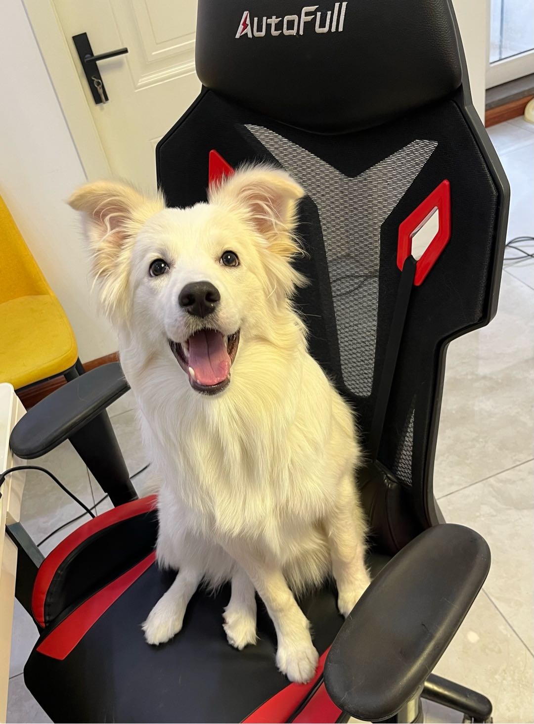 狗狗边境牧羊犬