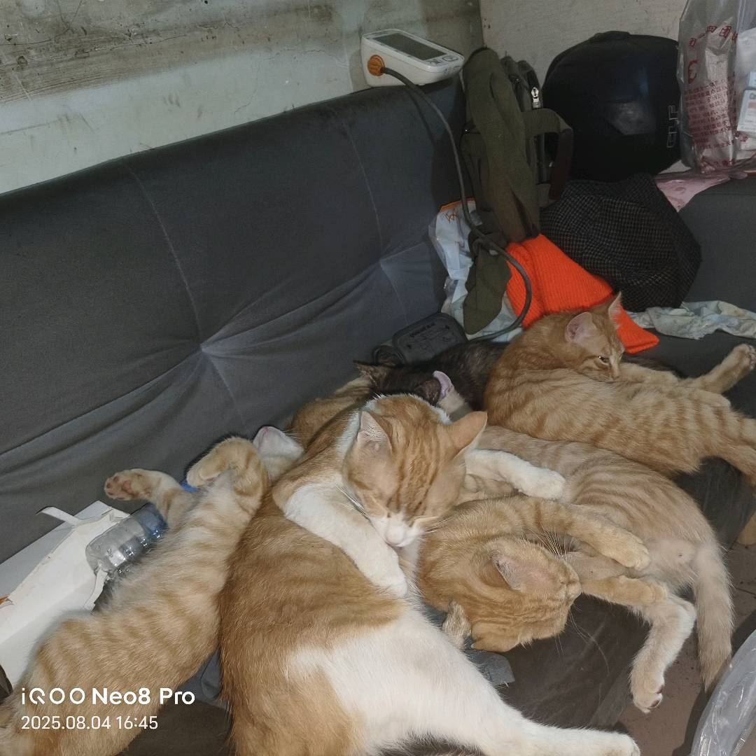 猫猫其它