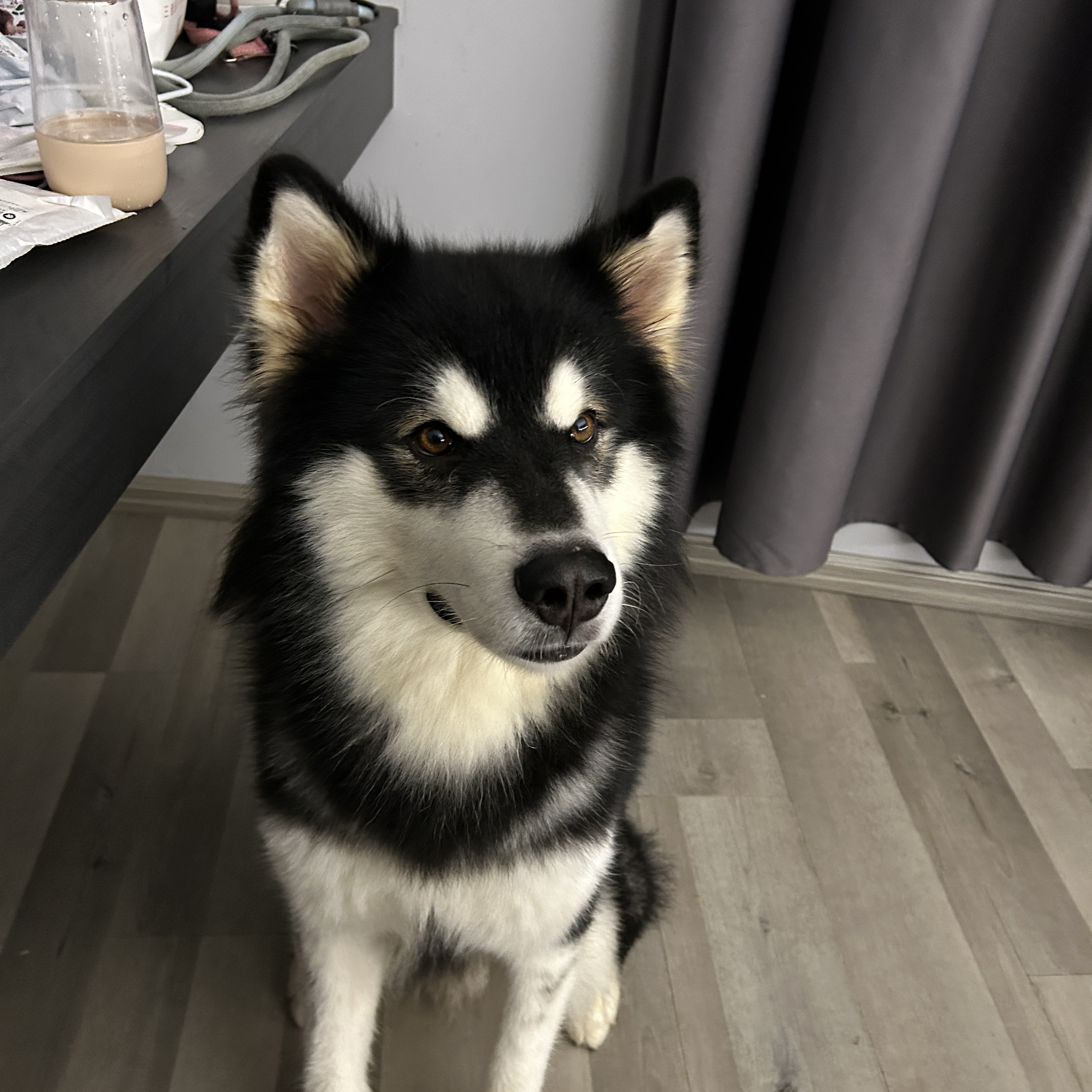 狗狗阿拉斯加雪橇犬
