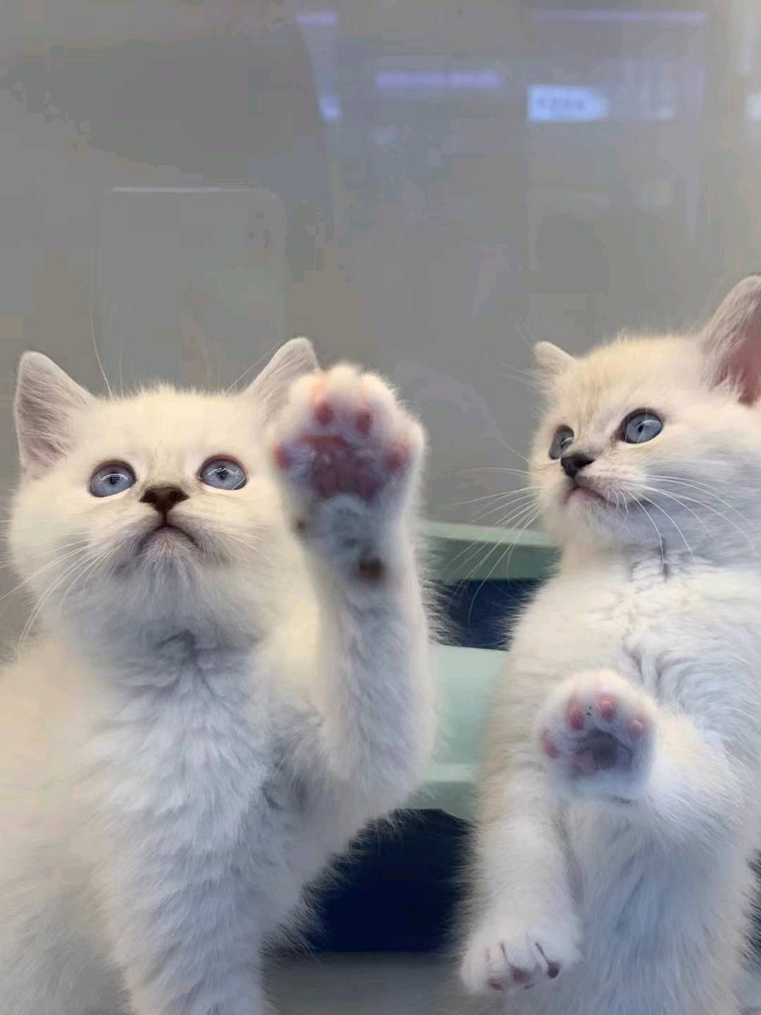 急！小猫找领养，家里猫咪生太多了养不过来， 都是*个多月的小猫 会用猫砂 会吃猫粮！！  性格都很好
找靠谱家庭领养、有爱心有责任心 不弃养
猫贩子勿扰 感兴趣点击 我想要私聊我