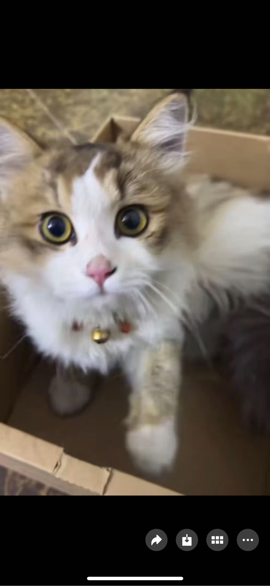 这啥猫 值钱吗
