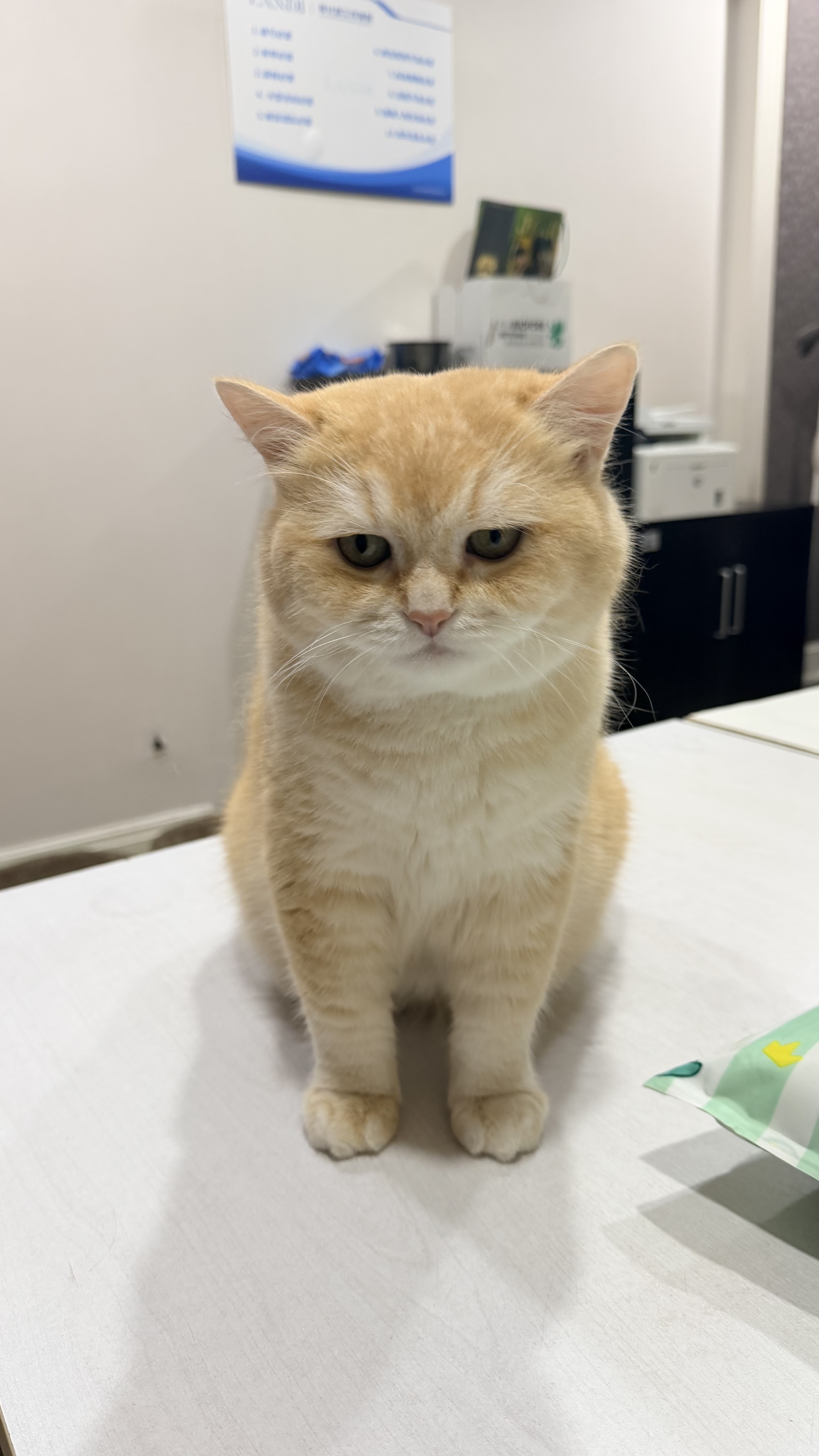 原始猫咖打工的猫猫，性格超级好，粘人，由于猫咖照顾的不好得过尿闭，现需要长期吃泌尿处方粮，现寻找爱他、疼他的有责任心的好…