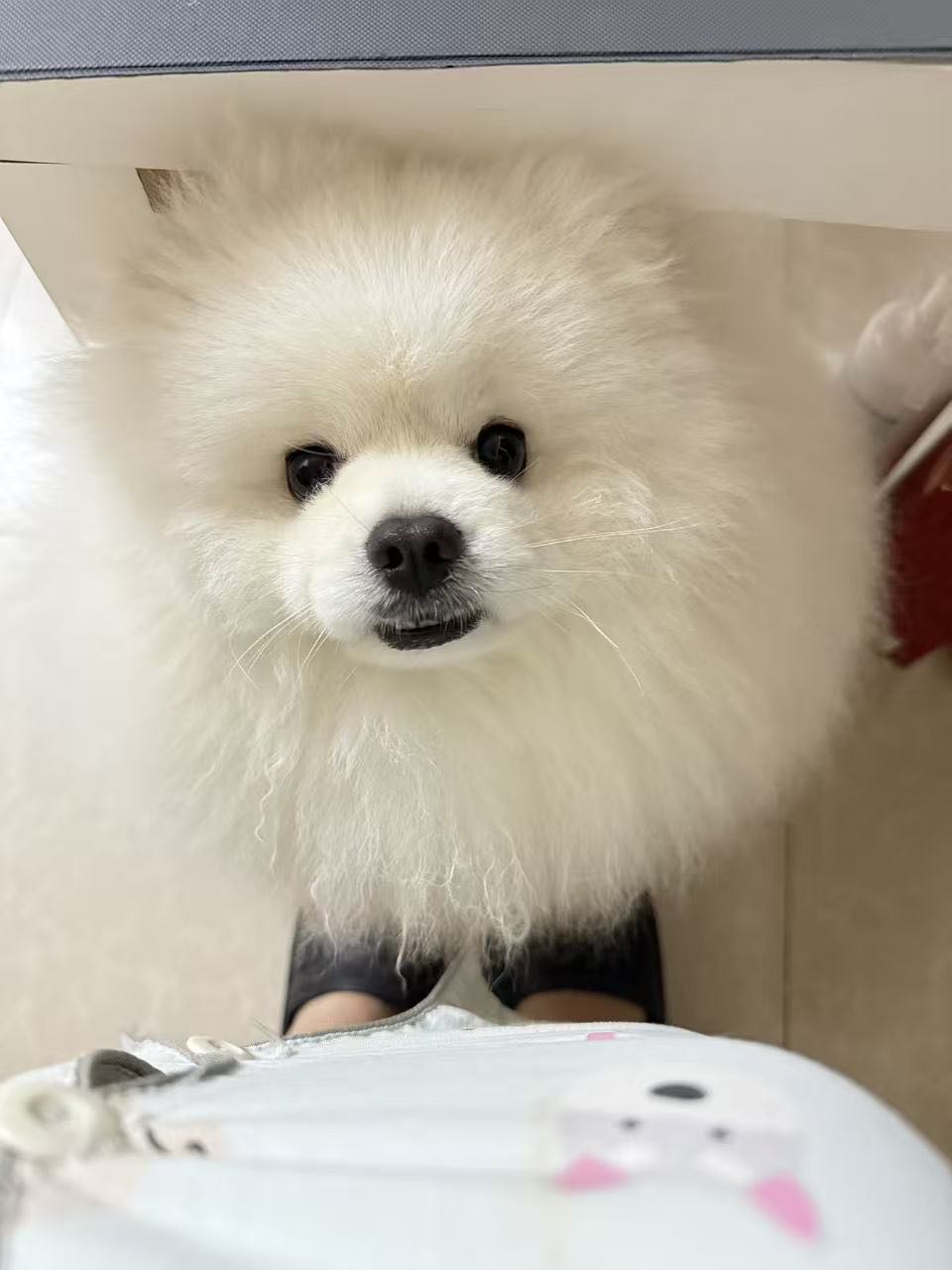 性格活泼 不爱叫 粘人