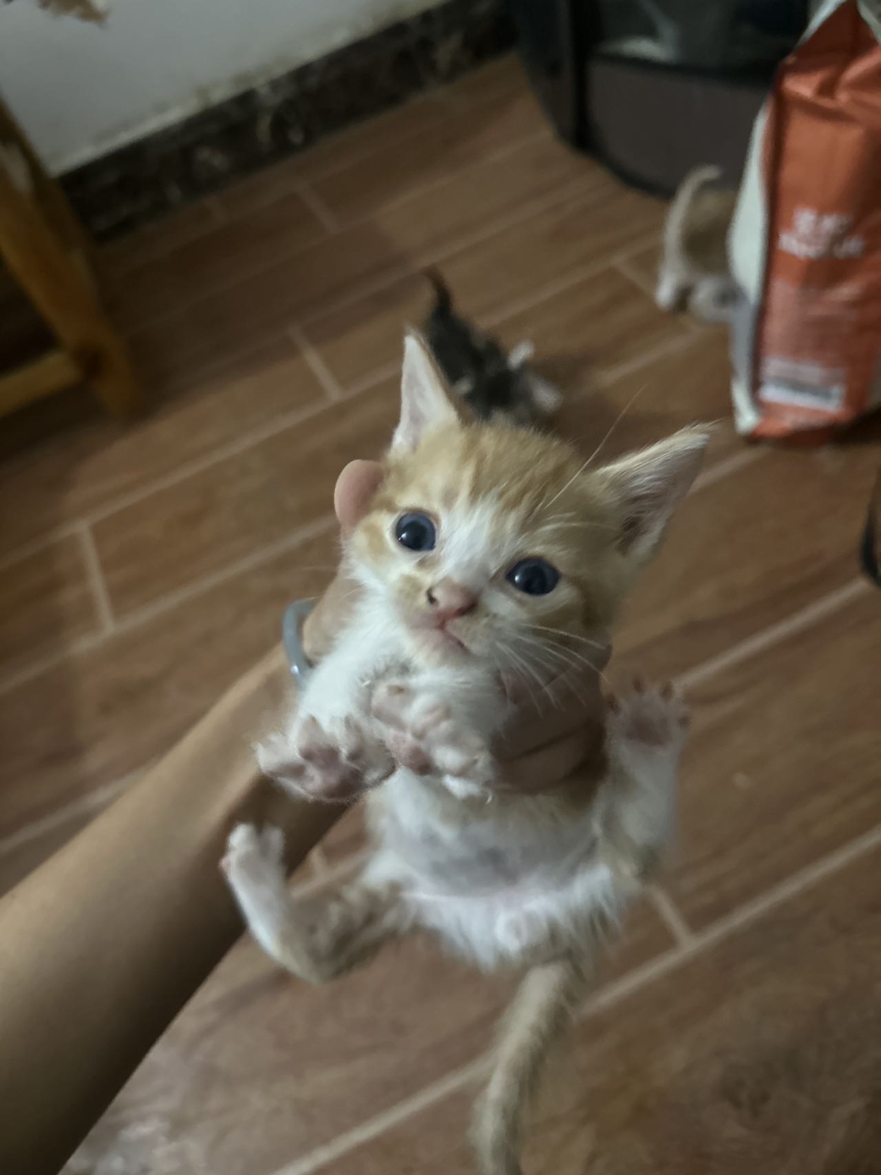 小偿领养猫咪因为猫很多所以费用会很高
四只猫咪俩只橘猫一直奶牛一只三花猫
一个多月了会吃猫粮奶粉会用猫砂
没有打疫苗 比较调皮 有点担小可能是因为还太小的原因
