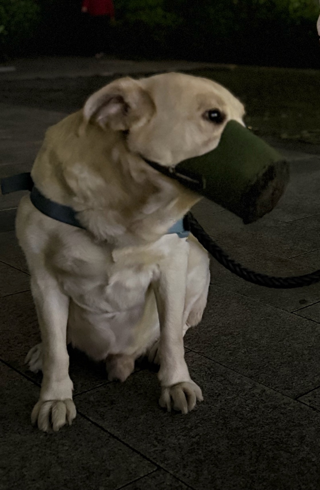 狗狗萌宠档案