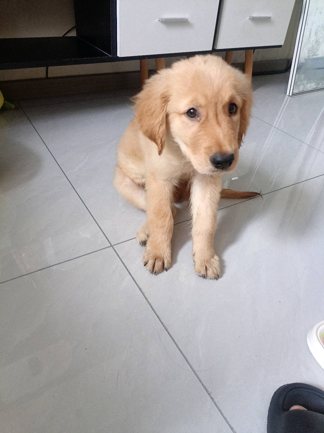 狗狗金毛犬