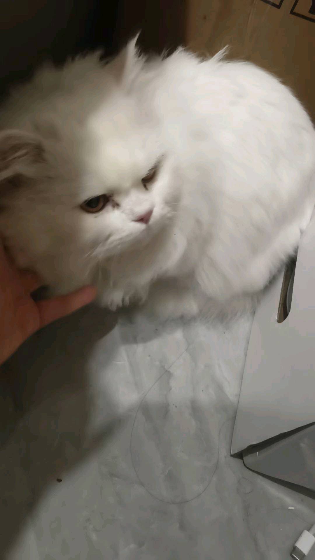 爱吃，大馋猫，胆子小，可以摸，但不能摸太久，摸太久会轻轻咬一口，但是不会咬破皮