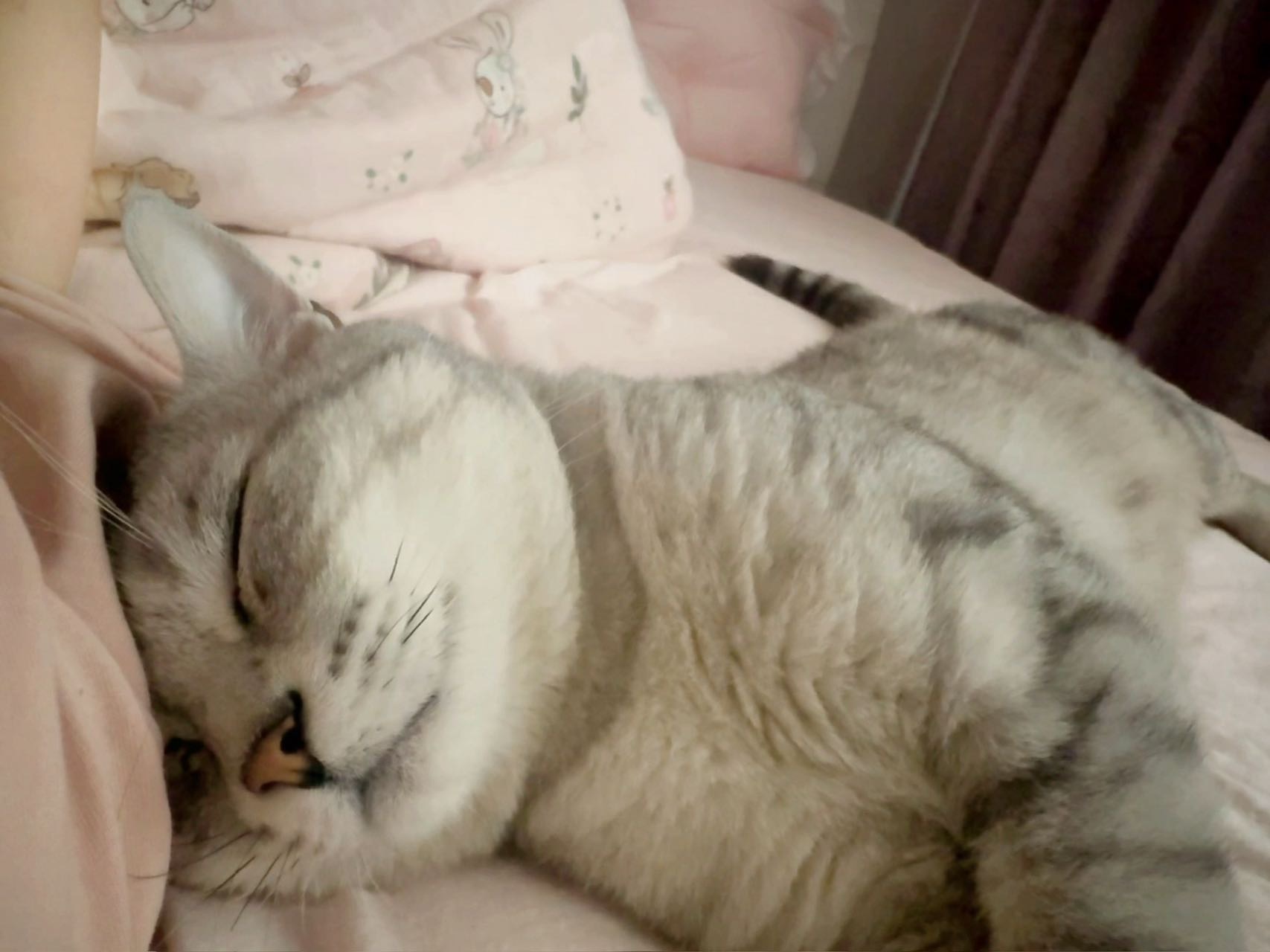 猫猫萌宠档案