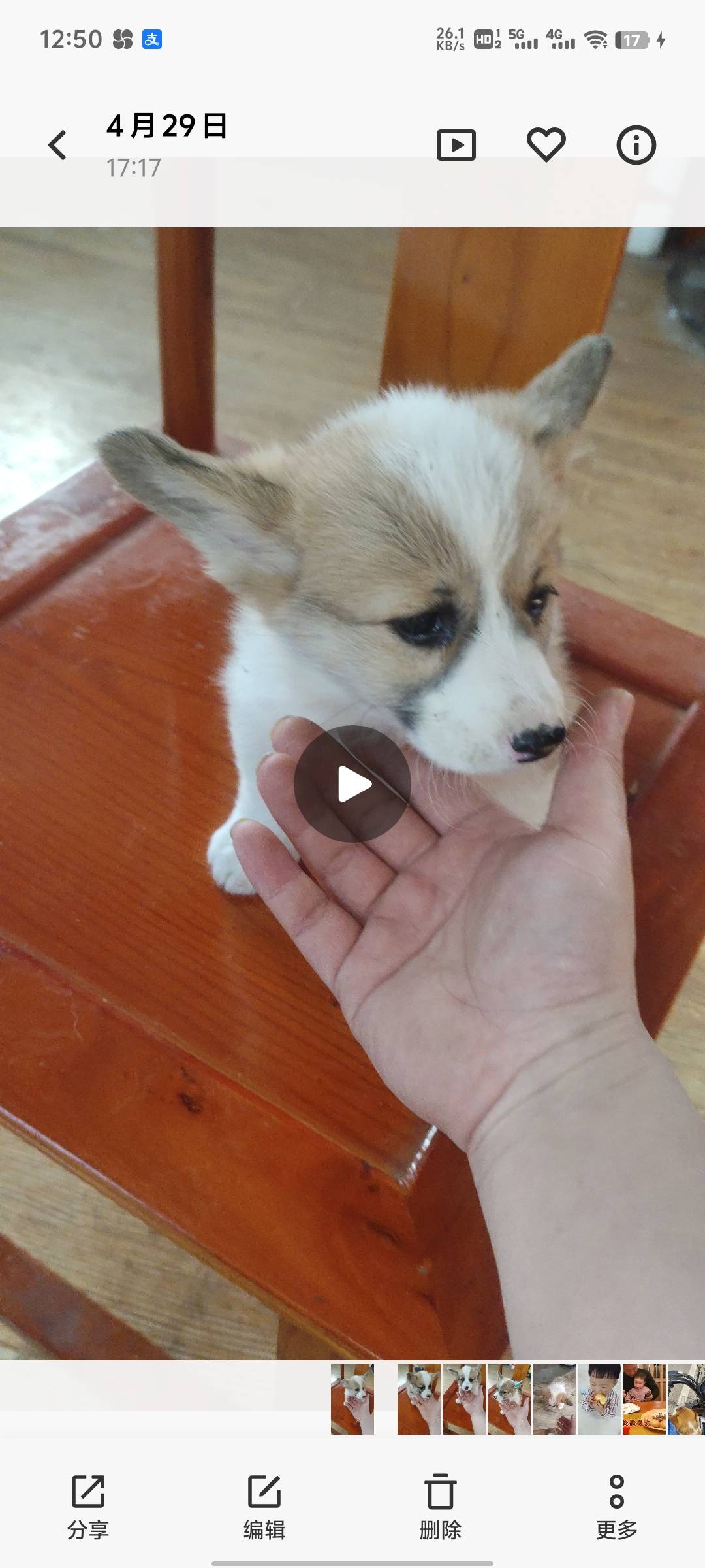 狗狗柯基犬