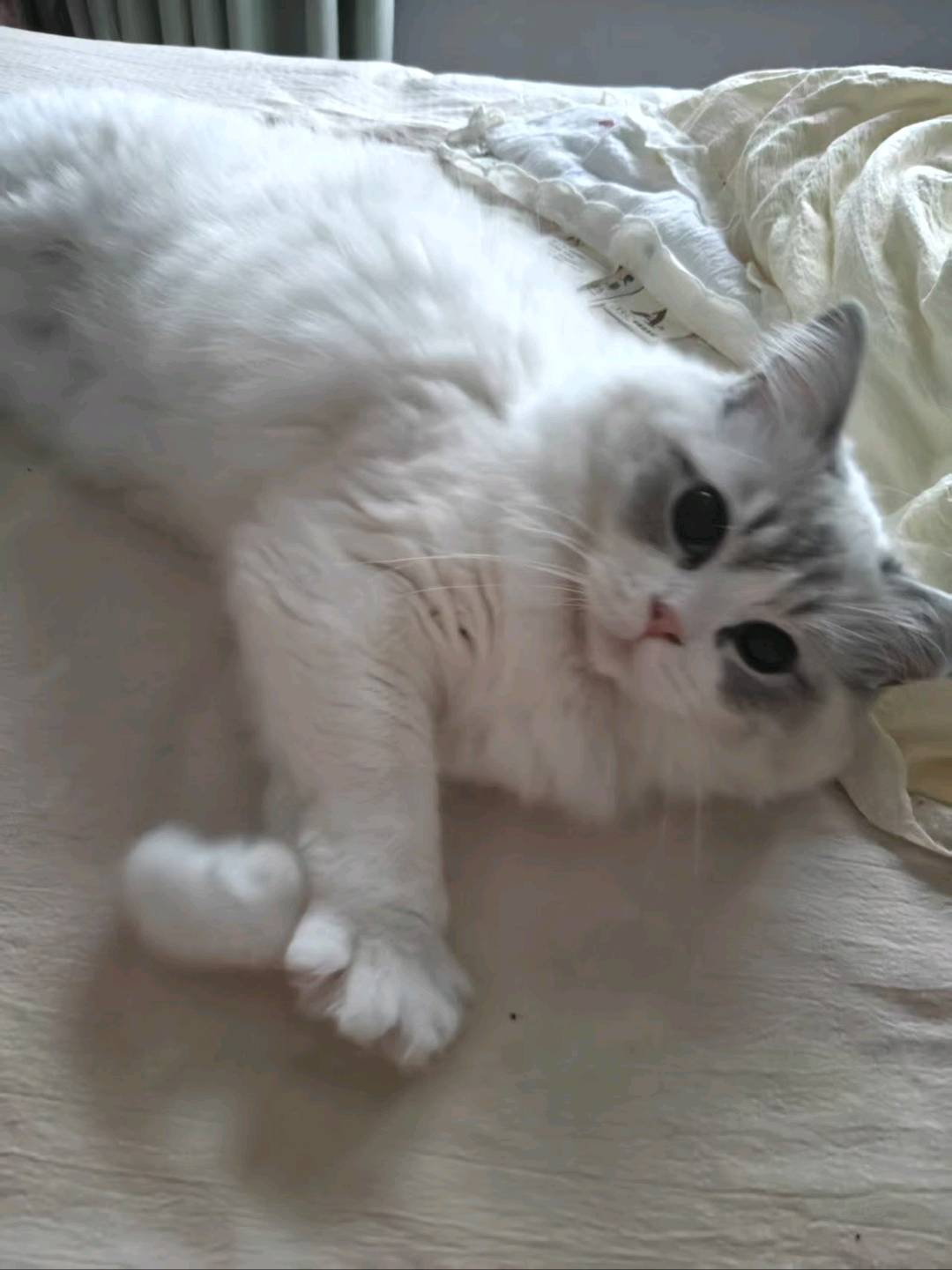 猫猫布偶猫