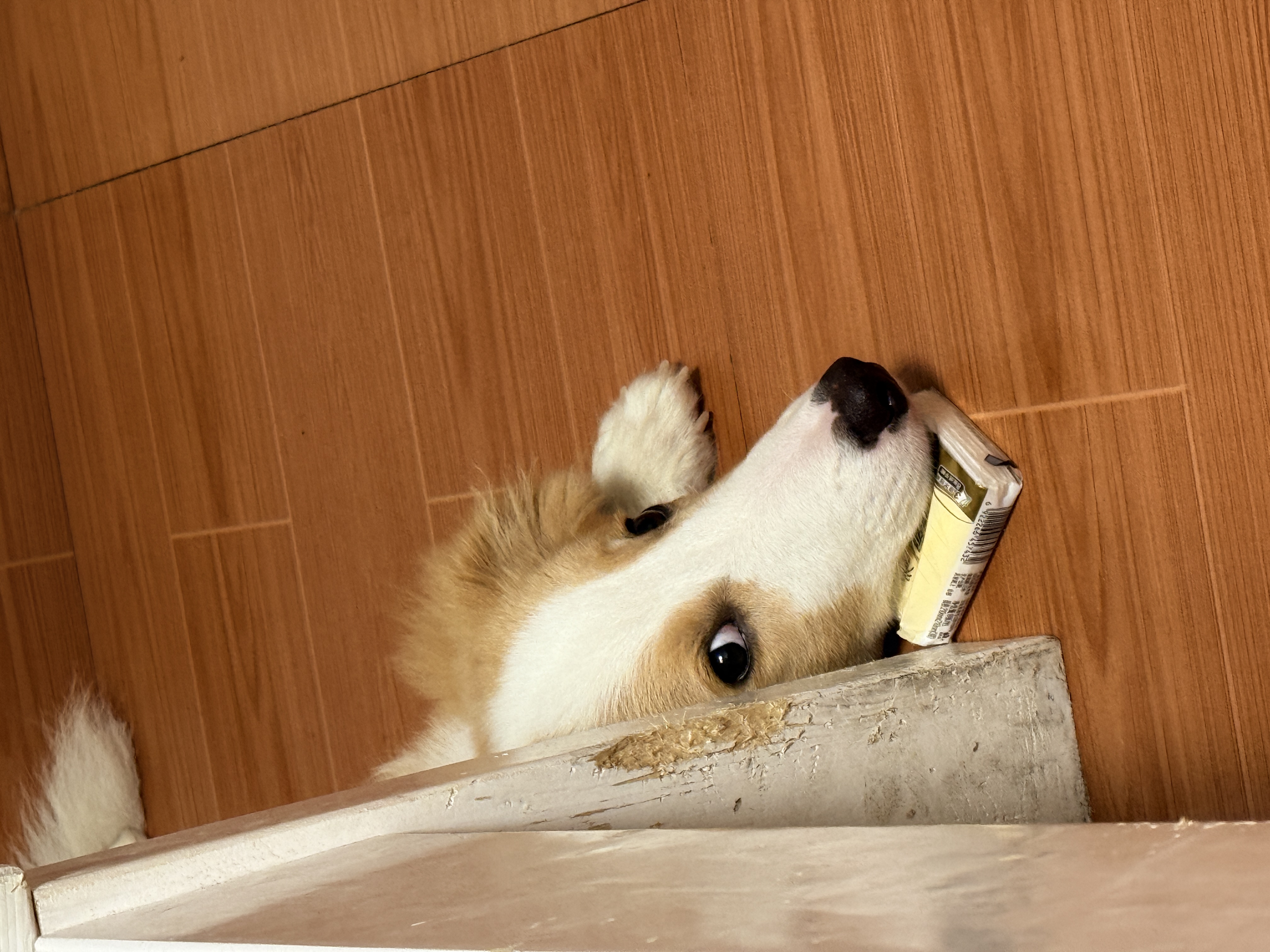狗狗萌宠档案