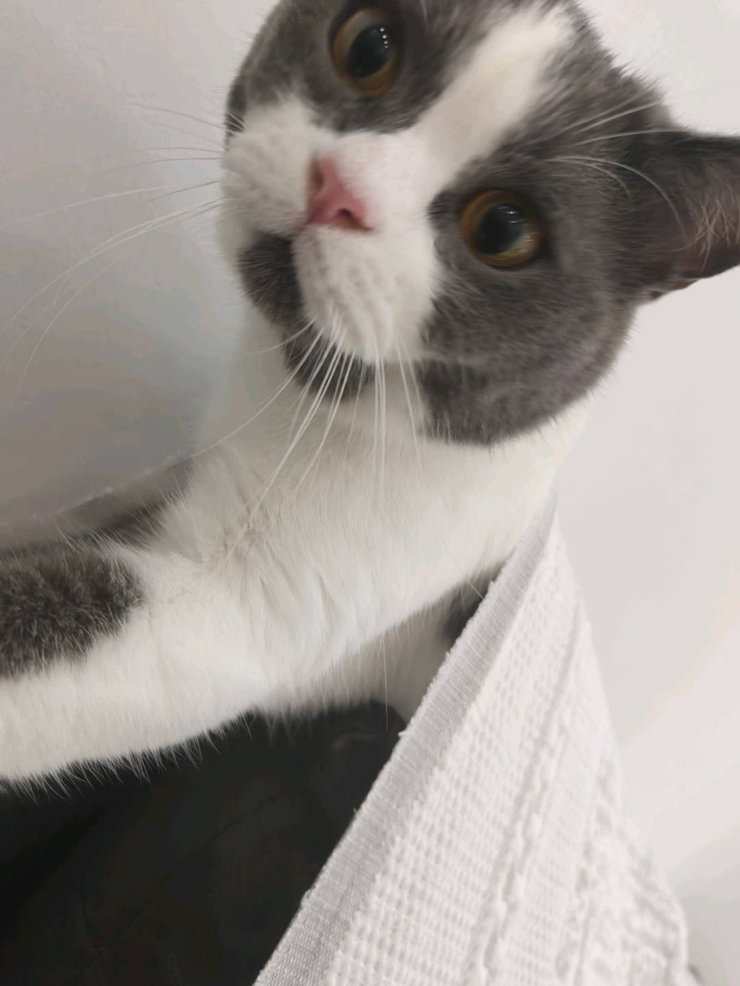 上门喂猫遛狗，喂异宠，需要的可加