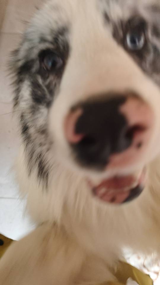 萌宠档案