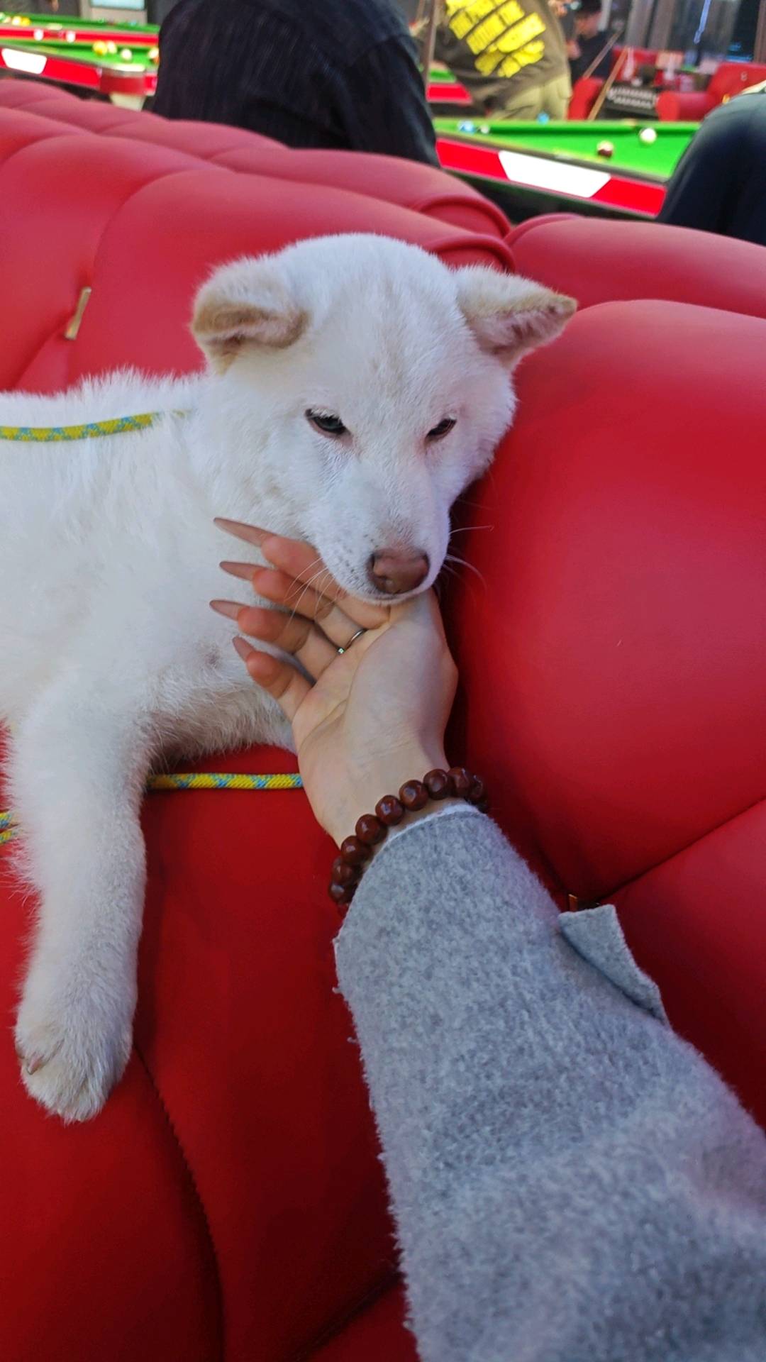 狗狗其它
